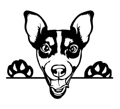 Jack Russell Peeking Car Decal Sticker Jack Russell Terrier Dog