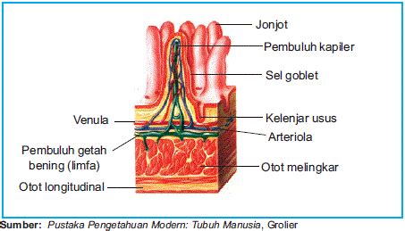 Usus halus ialah komponen sirkulasi penghancuran yang berlokasi antara. Creativity Students SMPN 1 Yosowilangun: Sistem Organ ...