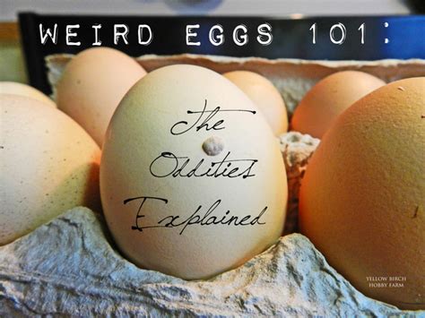 Weird Eggs 101 The Oddities Explained