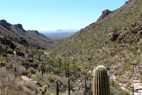 3840x2560 Cactus Desert Path Saguaro Sonoran Desert 4k Wallpaper