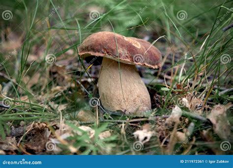 A Large White Mushroom Grows In The Forest Among The Grass Stock Image