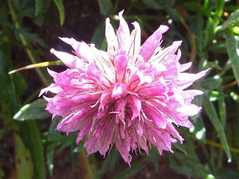 Pink Tubular Flowers Pictures Of Trifolium Attenuatum Fabaceae