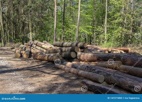 Cutting Of The Trees Bark Beetle Calamity Conifer Tree Logs On Pile