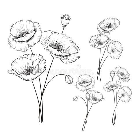 Image Result For How To Draw Line Art Poppies Poppy Drawing Poppy
