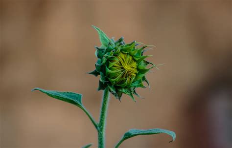 Green Sunflower Bud Macro Photography · Free Stock Photo