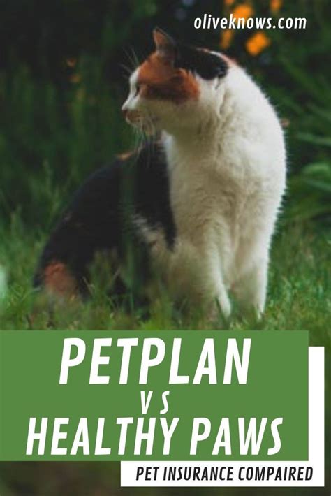 Cat insurance plans provide financial security and ensure that in the case of an illness or injury pet insurance helps protect your cat if he gets sick or injured. Petplan vs Healthy Paws Insurance: Which Is The Best? | Cat insurance, Cat safety, Pet plan