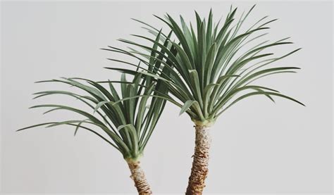 Yucca Plant Care Tips Care For Yucca Indoors Gardendi