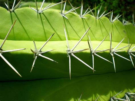 Cactus Spines Thorns Free Photo On Pixabay Pixabay