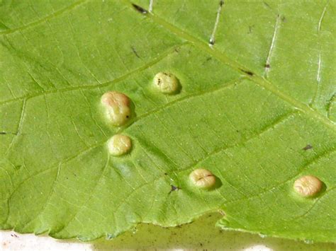How To Deal With Leaf Galls Bumps On Your Trees Leaves