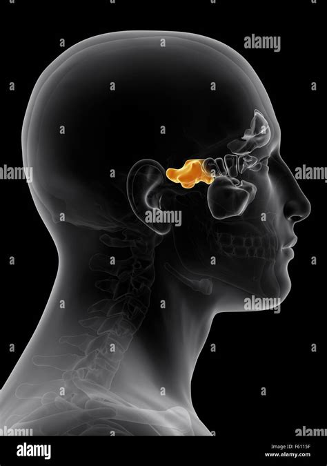 Medically Accurate Illustration Of The Sphenoid Sinus Stock Photo Alamy