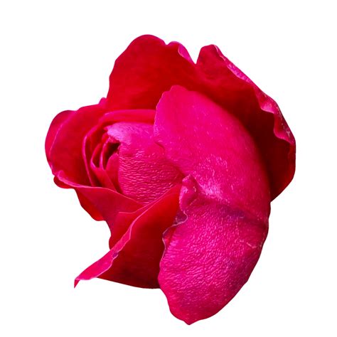 Mister Lincoln Red Flower 17054174 Png