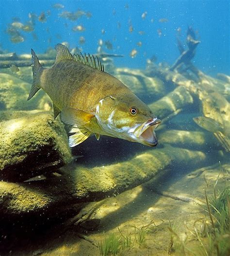 Underwater Photos How Bass Eat Outdoor Life