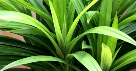 Health Benefits Of Pandan Leaves Tea