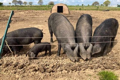 5 Large Black Breeding Sows Boars With Piglets At Foot