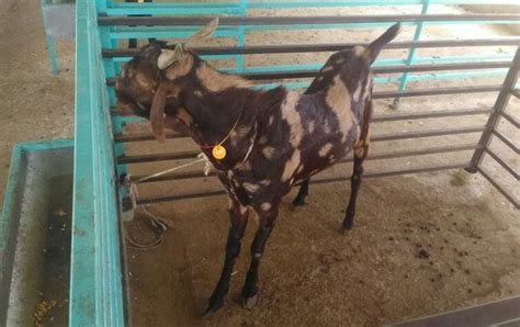 Padmavati Goat Farm Manufacturer Of Sirohi Male Goat And Sirohi Goats From Pune