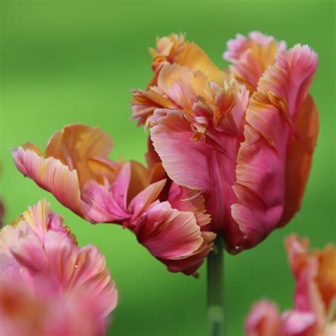 Buy Parrot Tulip Bulbs Tulipa Amazing Parrot Delivery By Waitrose Garden