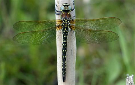 Lakeside Nature Reserve British Dragonfly Society