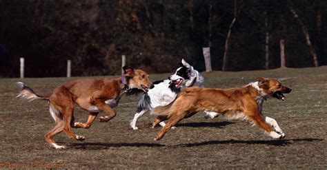 Dogs Running Photo Wp04749