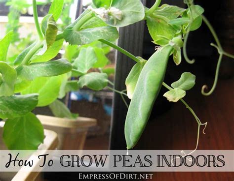 12 Edible Gardening Hacks Delectable Edibles You Can Grow Indoors Garden Therapy