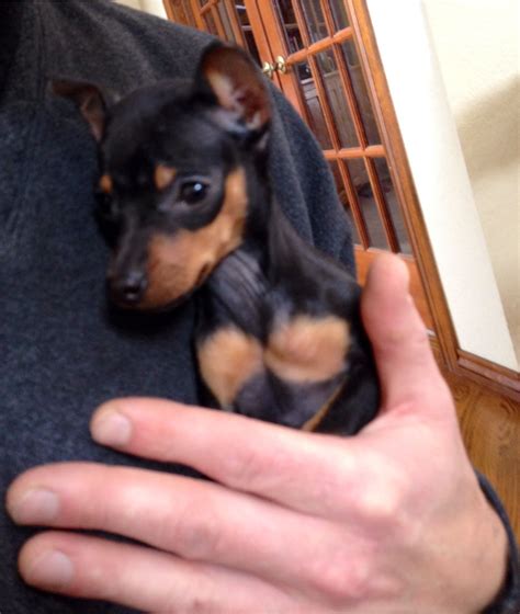 Love The Black And Tan But I Love My Baby Red Min Pin Miniature