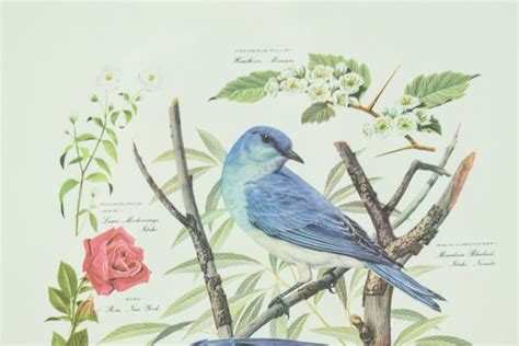 1957 Offset Lithograph After Arthur Singer Mountain Bluebird Ebth