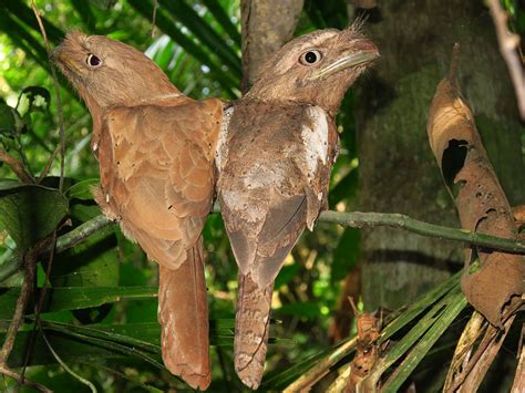 The sri lankan frogmouth wants to know how it's already 2019!? Sri Lanka Frogmouth - Batrachostomus moniliger ...