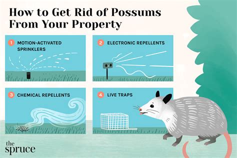How To Scare Away Possum Nice Spot Blook Fonction