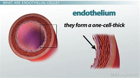 Endothelial Cells Definition And Function Video And Lesson Transcript