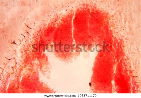 Artery Vein Under Microscope Stock Photo Shutterstock