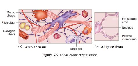 Areolar Connective Tissue