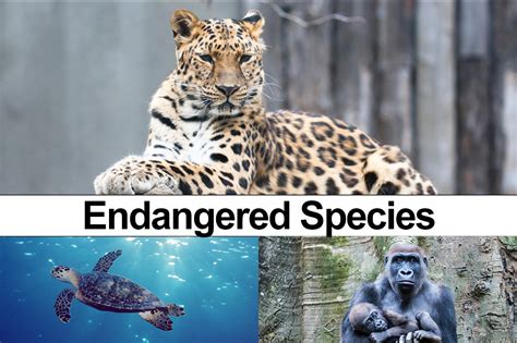 Endangered Species Day 2020 43 Animals At Risk Of Extinction Cupsngups