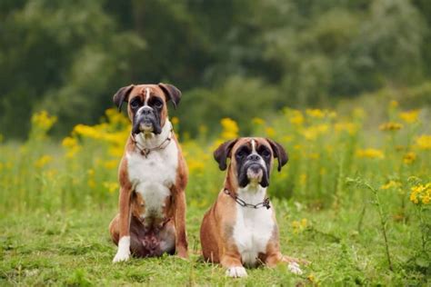 Should I Get A Second Boxer Dog Boxer Dog Diaries