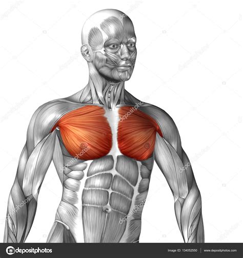 Human Chest Muscle Anatomy Diagram