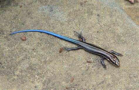 Blue Tailed Skink