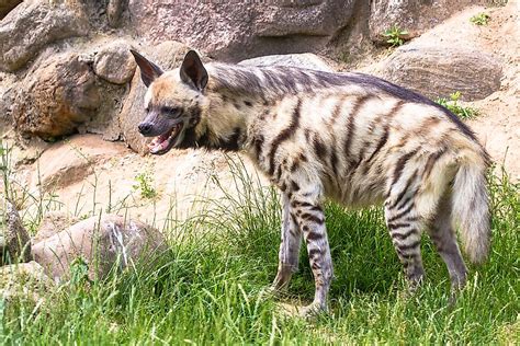 Pet Striped Hyena
