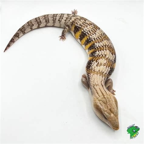 Northern Blue Tongue Skink Adult Strictly Reptiles Inc