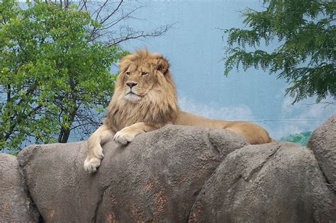 Hd Wallpaper Lion Sitting On Gray Surface Zoo Zoo Animals King Of