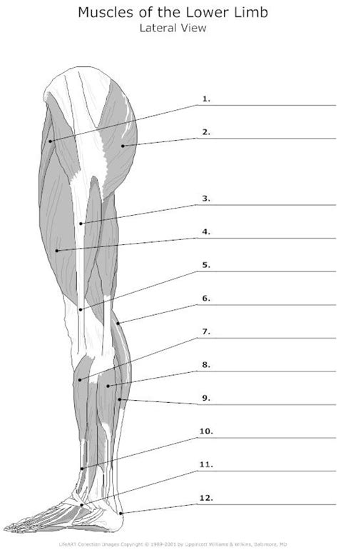 The following labelled diagram of human anterior muscles includes some muscles required by the itec diploma in anatomy, physiology and lower leg / foot: muscle blank drawing - Google Search | Anatomy, Teaching ...