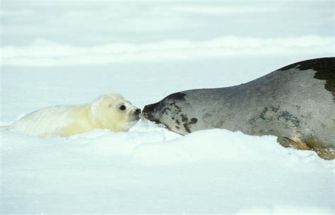 Harp Seals Photograph By Chris Martin Bahr Science Photo Library Fine