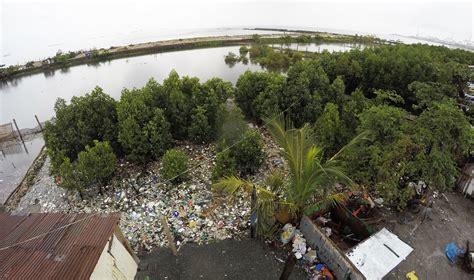 Mangroves On A Landfill