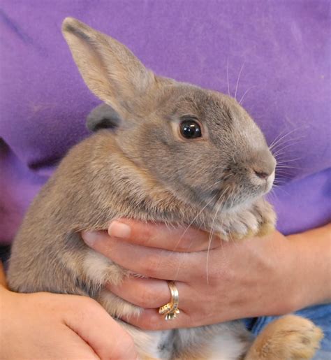 Baby Lavender Bunnies Debuting For Adoption Today Oxford And Thames