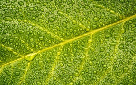 1080p Free Download Green Leaf Water Droplets Wet Leaf Leaf