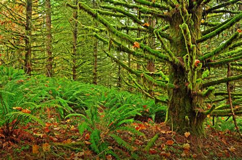 Eugene Oregon Moshisty Forest Landscape Moss Fern Wallpaper 4288x2848