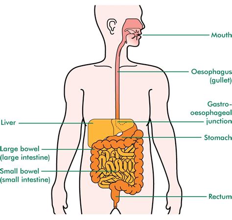 The Oesophagus Understanding Macmillan Cancer Support