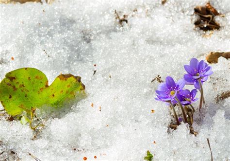 The First Spring Flowers In The Melting Snow Stock Image Image Of