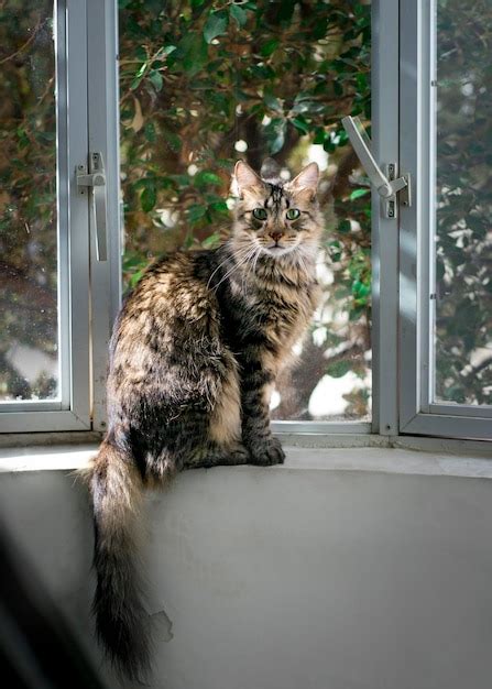 Premium Photo Cat Sitting On Window Sill