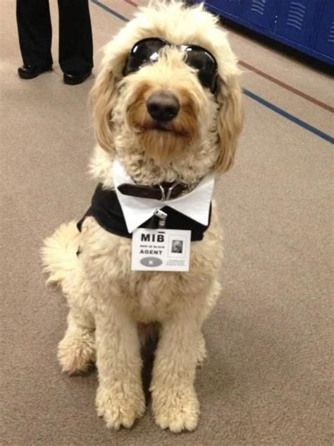 It has a coat that is a unique mix of the two breeds, with loose curls. Goldendoodle Halloween Costume | Dog halloween costumes