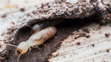 Tiny White Ants In The Soil Are They Harmful