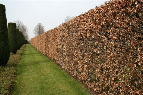Path By A Beech Hedge Free Stock Photos Rgbstock Free Stock