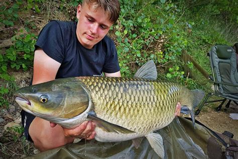 How To Catch Carp With Corn Cheap Bait For Carp Fishing